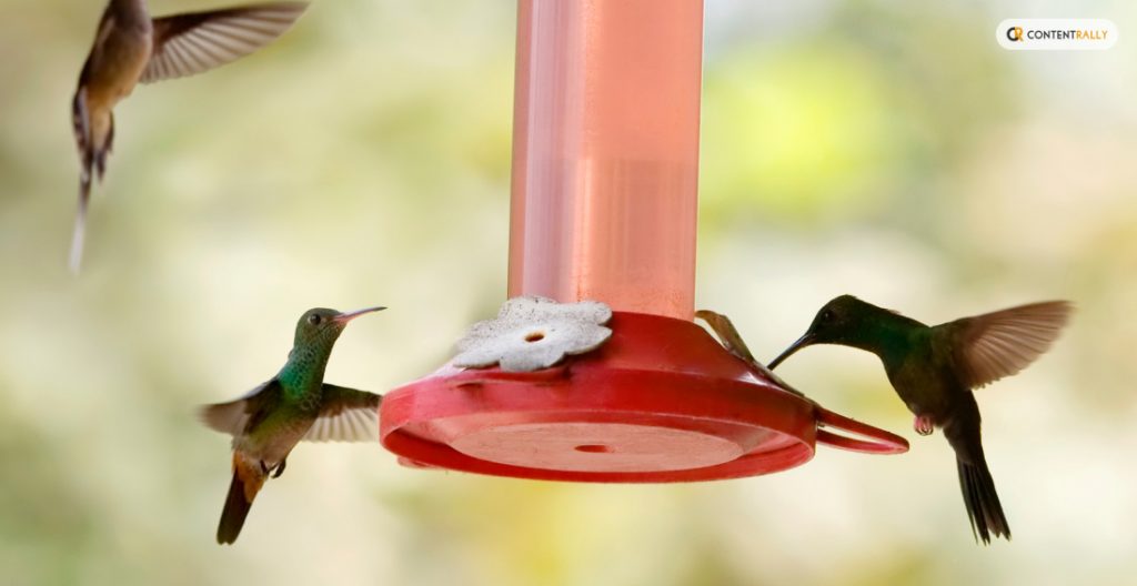 Attracting More Hummingbirds